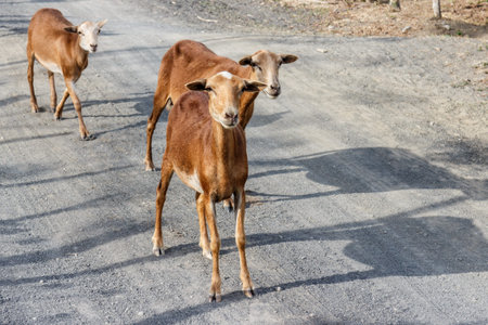 goat in the road, Nicaragua