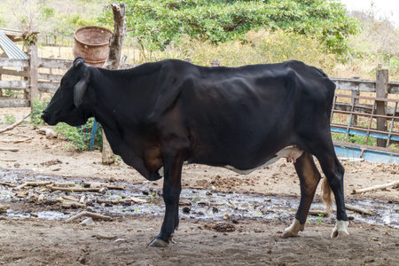 domestic cow in nicaraguaの写真素材
