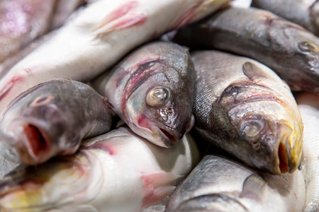 Fresh sea fish in ice on mercat de la boqueria Barcelona, Spainの写真素材