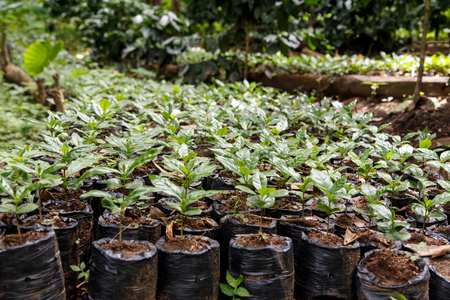 Coffee plantation, seedlings, trees from north of nicaraguaの写真素材