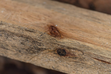 wood pattern detail, macro photographyの写真素材