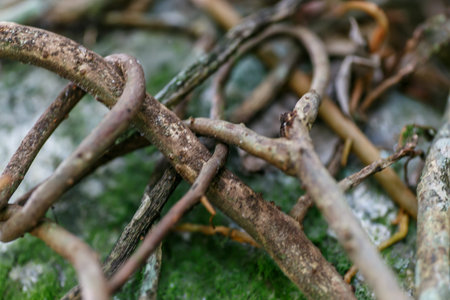 roots detail