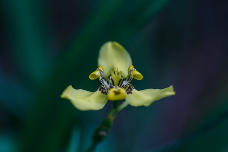 yellow orchid detail, macro photography