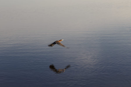 bird reflection