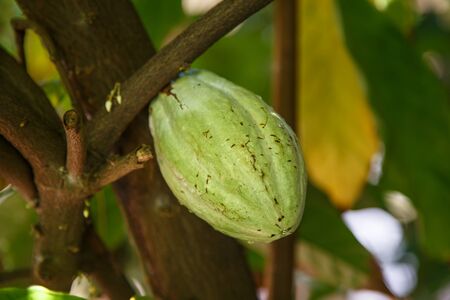 detail of a green cocoa fruit on plant from nicaraguaの写真素材