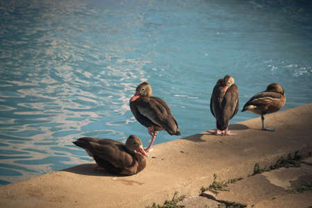 funny duck group on pool on a summer dayの写真素材