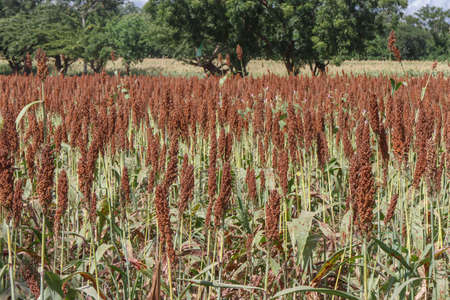 field of Sorghumの写真素材