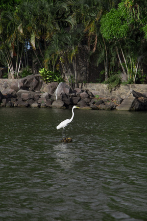 quiet white heron on waterの写真素材