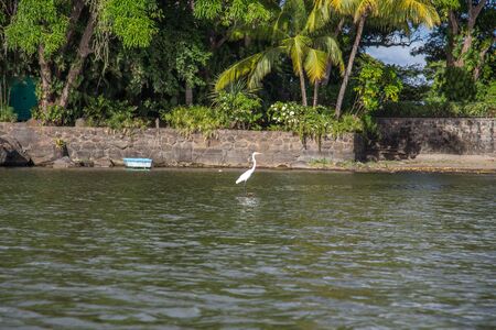 quiet white heron on waterの写真素材