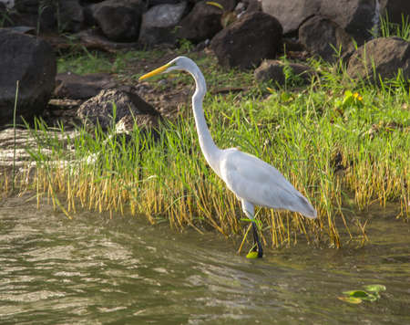 quiet white heron on waterの写真素材