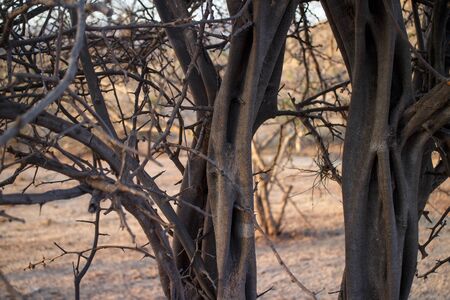 dry thorn plantsの写真素材