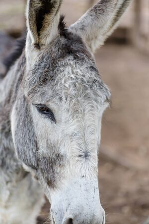 grey donkey closeup detail from a nicaraguan farmの写真素材