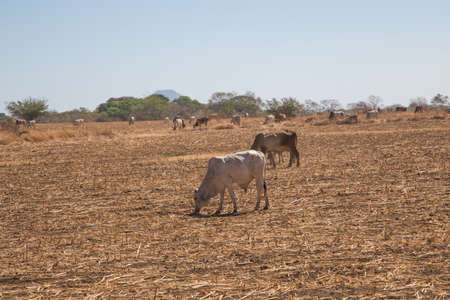 cow from Nicaragua during dry summerの写真素材