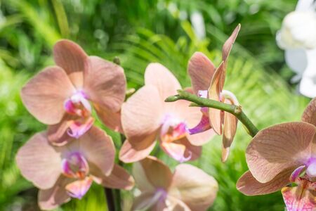 pink orchidの写真素材