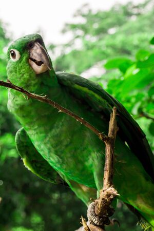 parrot on natural habitat. Green conceptの写真素材