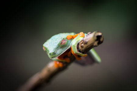 red eyed tree frog crawling between leafs in jungle in the tropical rainforest, cute night animal...