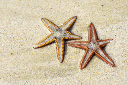 starfish or sea star on sand. Macro detail photographyの写真素材