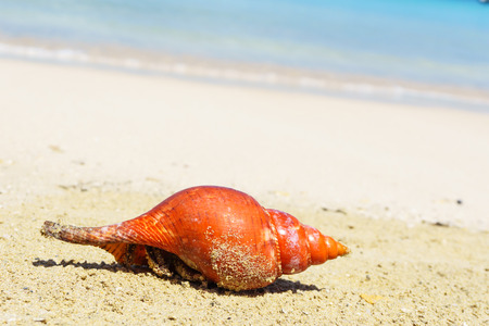 BEACH WINKLE: Winkle on wet sand beachの写真素材
