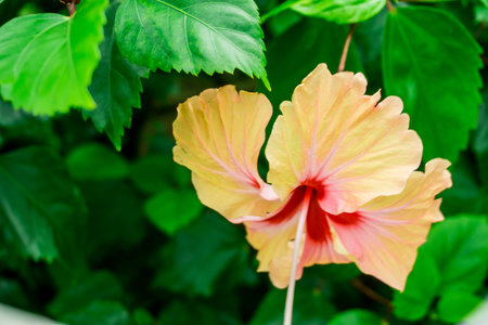orange ibiscus flower on green as background