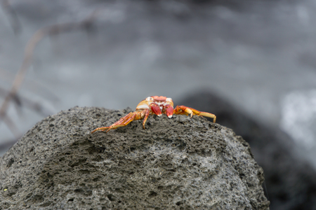red crab on rockの写真素材