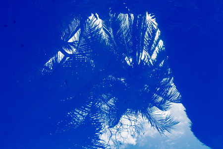 palm reflections on water of pool. Tropical conceptの写真素材