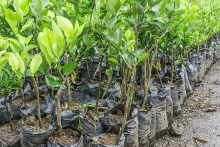 lemon trees in nursery bags