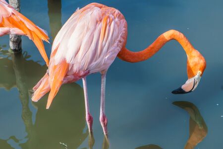 flamingo on waterの写真素材
