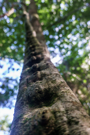 liana detail in tropical jungle, Cuba