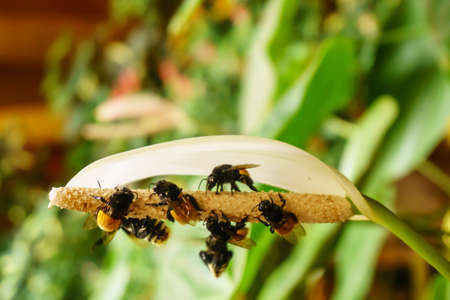 detail of a group of bees in a tropical flowerの写真素材