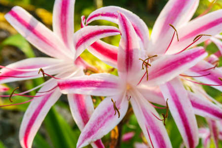 tropical pink white flowers as natural backgroundの写真素材