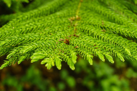 fir tree detail of leaves, natural background