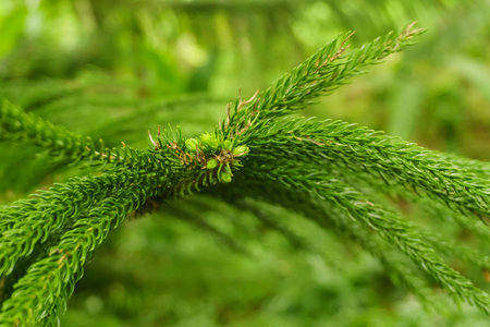 fir tree detail of leaves, natural background