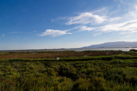 Delta de l'Ebre reservation park from catalonia. River with plants viewの写真素材