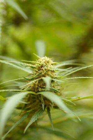 Detail of cannabis cola with visible hairs and leaves on late flowering stageの写真素材