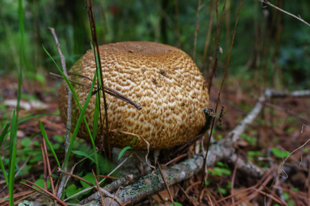 Cute penny bun mushroom is growing in the grass. The beautiful small brown cap of a cep is in the...