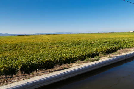 rice green field from Delta de l'Ebre, Catalonia, Spainの写真素材