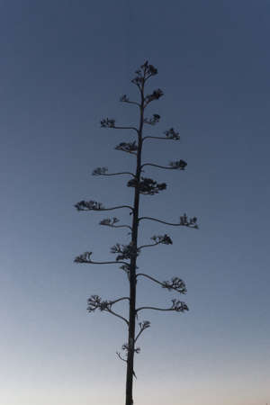 mediterranean plant の写真素材