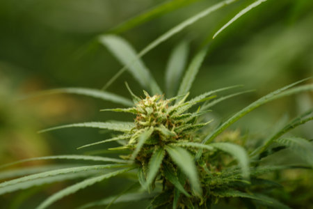 cannabis plant detail, Macro photography