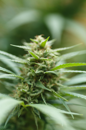 A large green flowering bud on a marijuana plant. Marijuana plant at flowering stage growing outdoor.の写真素材