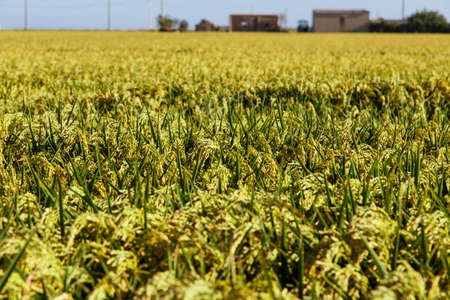 green rice fieldの写真素材