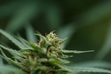 Detail of cannabis cola with visible hairs and leaves on late flowering stageの写真素材