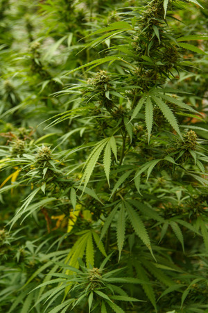 A large green flowering bud on a marijuana plant. Marijuana plant at flowering stage growing outdoor.の写真素材