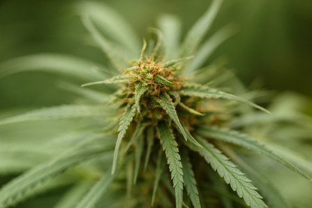 Detail of Marijuana Flower with Long Leavesの写真素材