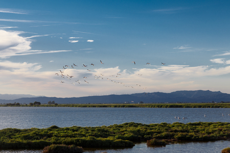 Flamingos flyingの写真素材
