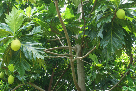 bread fruit on tree