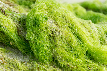 Close-up green algae detail as background