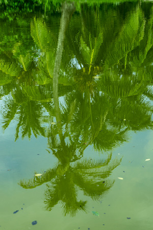 tropical palms with reflections on waterの写真素材