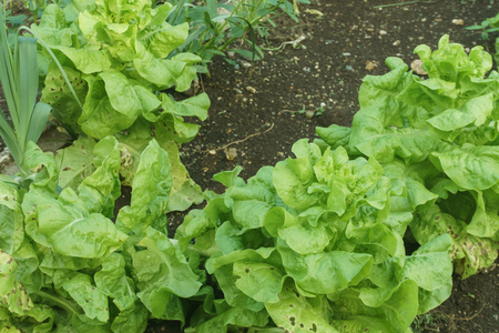 Organic lettuce in the gardenの写真素材