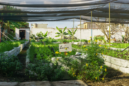 Organic urban orchard in Cuba.の写真素材