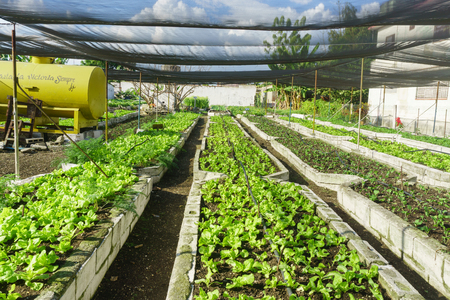lettuce in the garden. Organic green herbs and vegetables on a bed in the garden.の写真素材